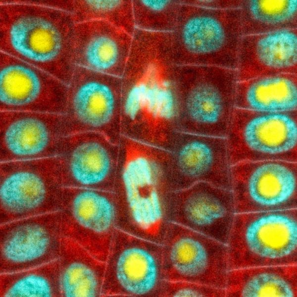 Na obrázku, ktorý je zväčšený 630-krát, dobre vidieť okrúhle modro-žlté bunkové jadrá v živých korienkoch jačmeňa. Uprostred snímku je zachytené delenie chromozómov.