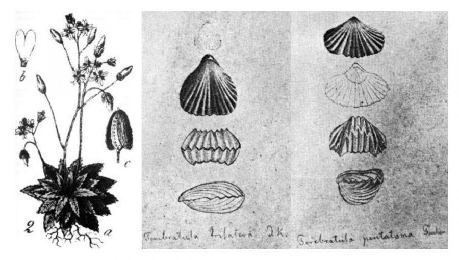 Jarmila Jarná (chudôbka), ktorej rozšírenie Dionýz Štúr študoval (vľavo) a jeho kresby skamenených ramenonožcov. Zdroj: ŠGÚDŠ