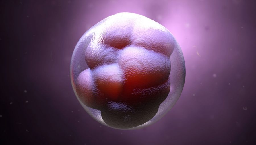 3D ilustrácia embrya v ranej fáze vývoja. Ilustračný obrázok.