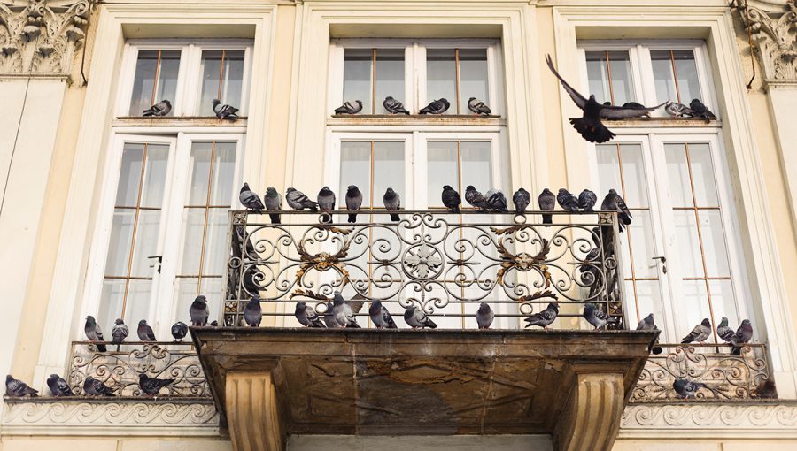 Holuby na balkóne mestského domu. Zdroj: iStockphoto.com