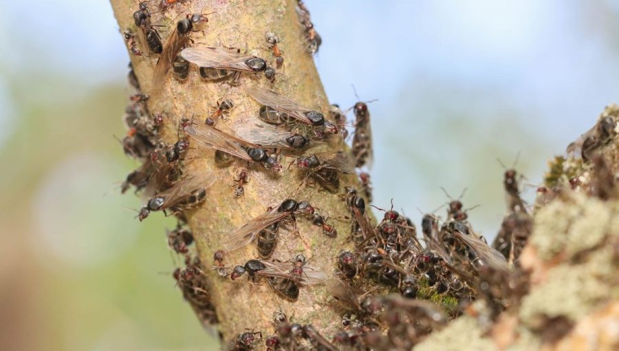 Okrídlené samce a samice mravcov Liometopum microcephalum sa pripravujú na odlet z mraveniska. Foto: archív AP