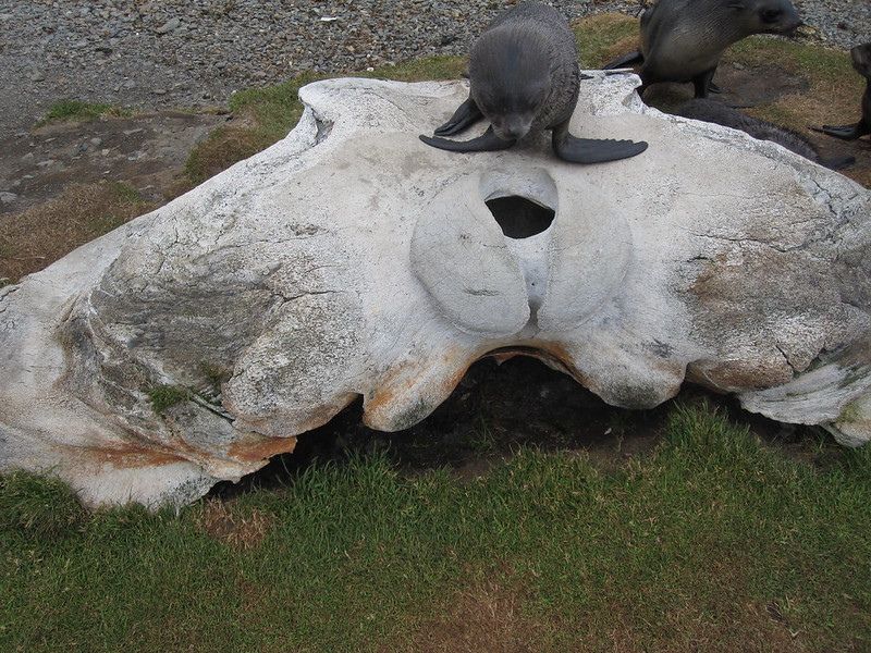 Veľrybia kosť, na ktorej sedí tuleň, na ostrove Južná Georgia