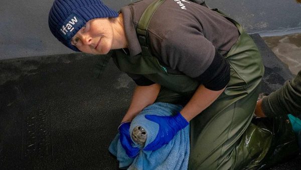 Lizzi Larbalestierová so skupinou dobrovoľníkov v zariadení v Cornwalle pomohla už tisíckam morských zvierat. Zdroj: SWNS