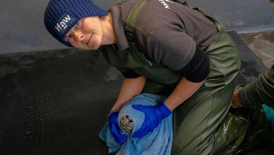 Lizzi Larbalestierová so skupinou dobrovoľníkov v zariadení v Cornwalle pomohla už tisíckam morských zvierat. Zdroj: SWNS