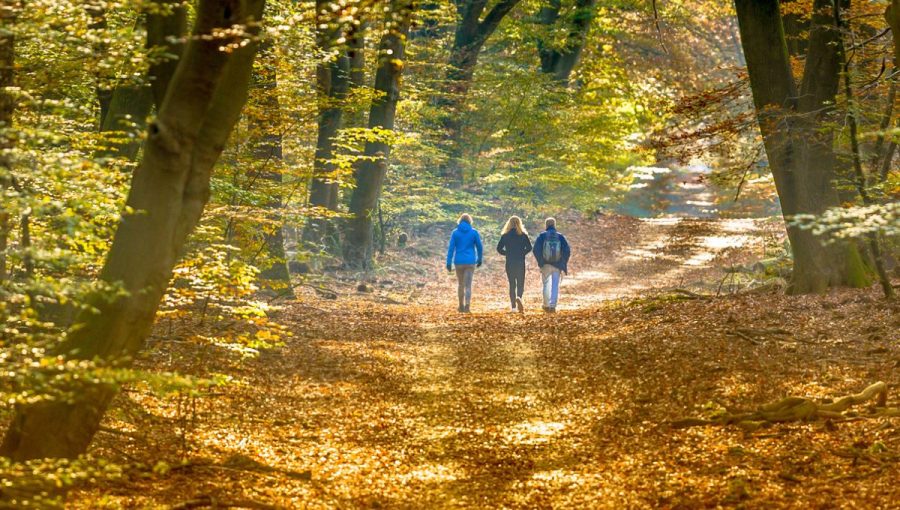 Ľudia na prechádzke jesenným bukovým lesom