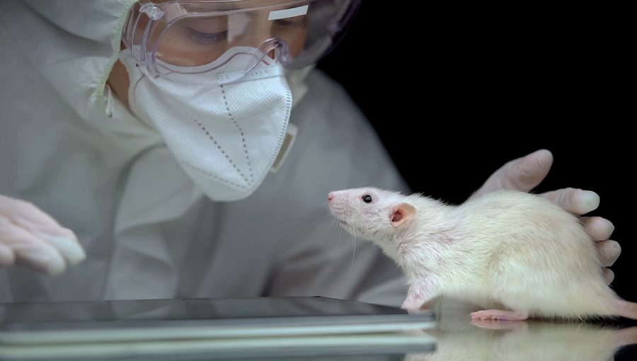 Vedkyňa sleduje reakciu bieleho laboratórneho potkana. Zdroj: iStockphoto.com