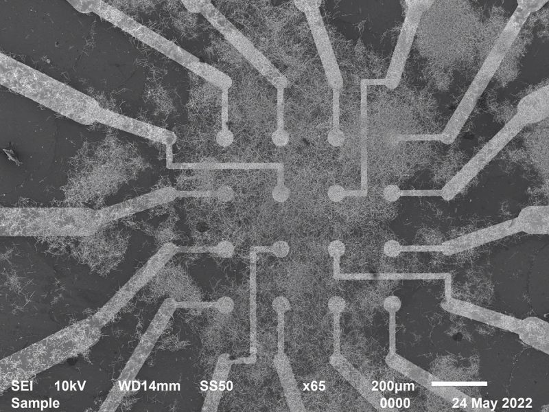 Elektródy interagujú s neurónovou sieťou v čipe. Zdroj: Univerzita v Sydney