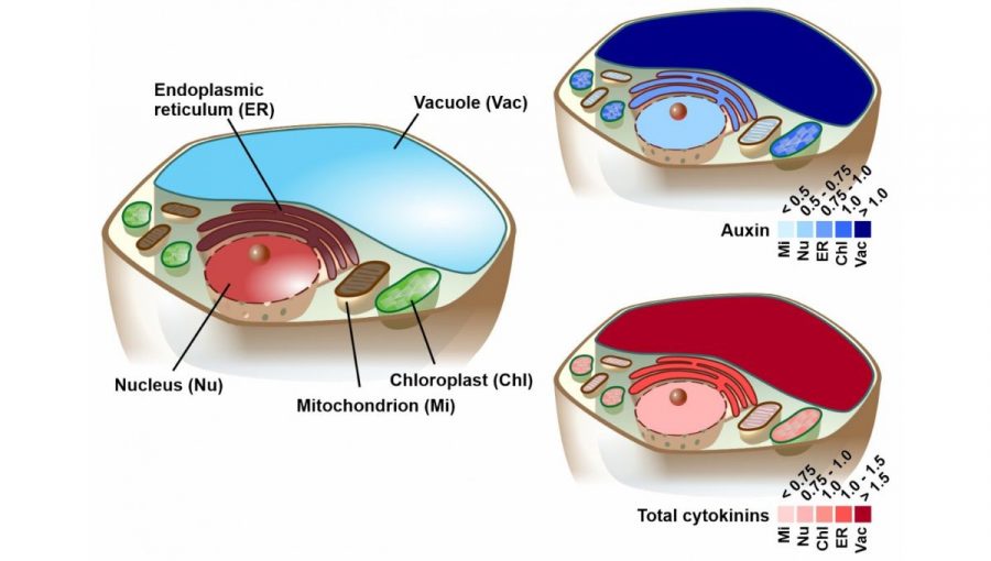 Schéma distribúcie dvoch typov rastlinných hormónov (auxínu a cytokinínov) vnútri bunky. Zdroj: ÚEB AV ČR