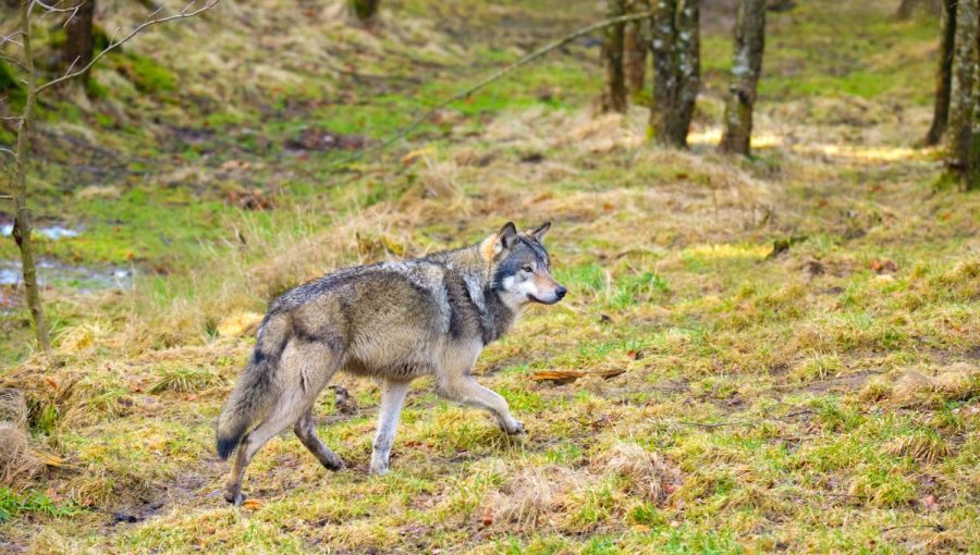 Na 100 kilometroch štvorcových sa v južných Karpatoch pohybujú odhadom dva vlky. Zdroj: iStockphoto.com
