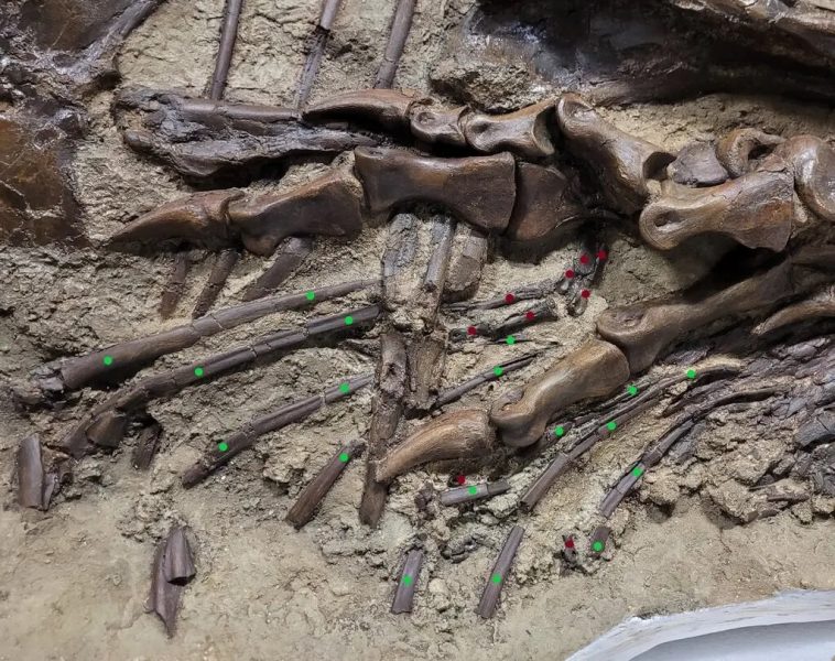 Časť fosílie dinosaura. Zelenou sú označené kosti gorgosaura, červenou kosti jeho koristi. Zdroj: Calgarská univerzita