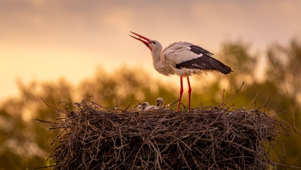 Až 61 percent bocianích hniezd sa nachádza na území Košického a Prešovského samosprávneho kraja. Zdroj: iStockphoto.com