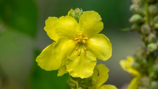 Divozel patrí k najstarším liečivým rastlinám na Zemi. Zdroj: iStockphoto.com