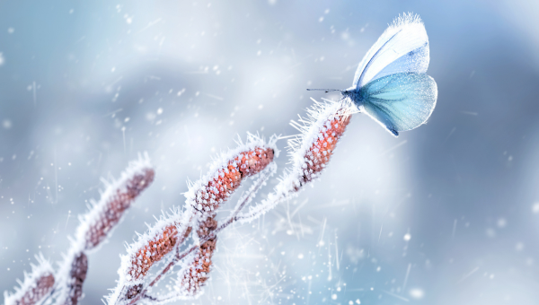 Motýľ v zime. Zdroj: iStockphoto.com