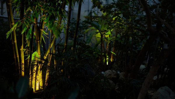 Jedinečné prehliadky Noc v džungli budú v Botanickej záhrade UPJŠ v Košiciach prebiehať až do februára 2024. Zdroj: UPJŠ v Košiciach