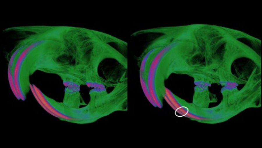Rekonštrukcia myšacích lebiek z počítačovej tomografie v pseudofarbách, ktoré odlišujú sklovinu (modrá a oranžová) od kosti a zuboviny (zelená). Zdravá myš vľavo, vpravo mutant so zvýrazneným defektom, ktorý vznikol pri tvorbe skloviny. Zdroj: České centrum pre fenogenetiku v centre BIOCEV