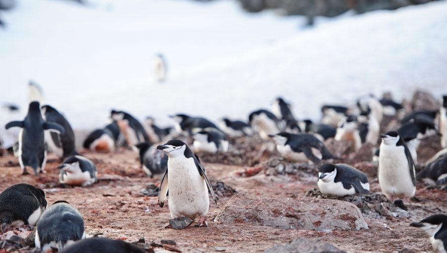 Hniezdenie tučniakov čiapočkatých. Zdroj: iStockphoto.com
