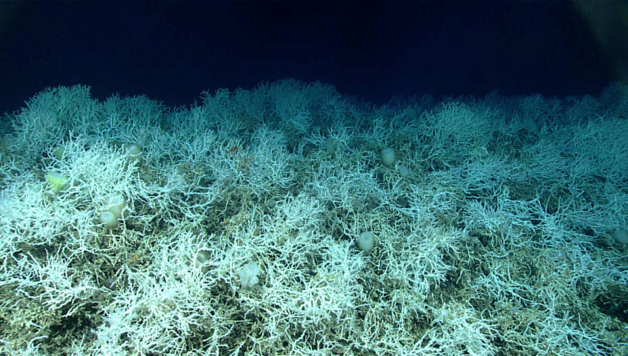 Hlbokomorský koral Desmophyllum pertusum
