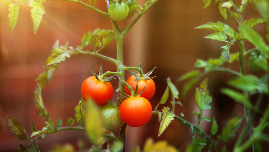 Rastlina a paradajky