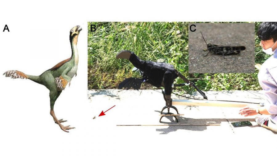 Počítačová rekonštrukcia Caudipteryxa (A), Robopteryx s morfológiou podobnou Caudipteryxovi, umiestnený pred kobylkou na poli, označenou červenou šípkou (B), kobylka testovaná v experimentoch (C). Zdroje: obrázok A – Christophe Hendrickx, obrázok B – P.G. Jablonski, obrázok C – Jinseok Park.