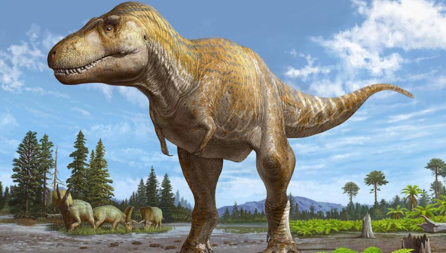 Na obrázku je ukážka Tyrannosaura mcraeensis. Zdroj: Sergey Krasovkiy/Courtesy of New Mexico Museum of Natural History & Science