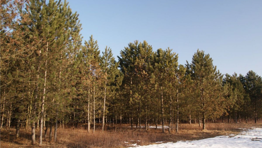 Chradnutie a usychanie porastu Pinus nigra, ktorý je poškodzovaný hubami z rodu Dothistroma. Zdroj: SAV