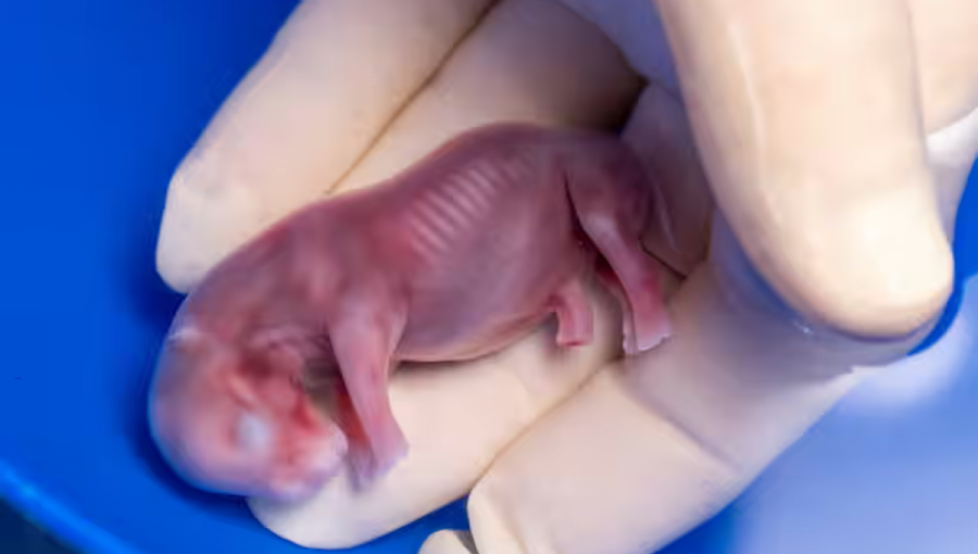 Embryo nosorožca tuponosého južného. Zdroj: JonJuarez/BioRescue.