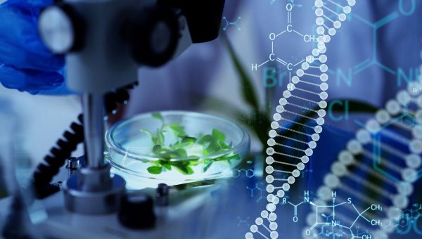 Európska komisia uznala, že rastliny vyrobené novými metódami editácie génov sú GMO, ale chce ich vyňať z aktuálnych bezpečnostných pravidiel, ktoré sú podľa zástancov tejto technológie zastarané a obmedzujúce. Zdroj: iStockphoto.com