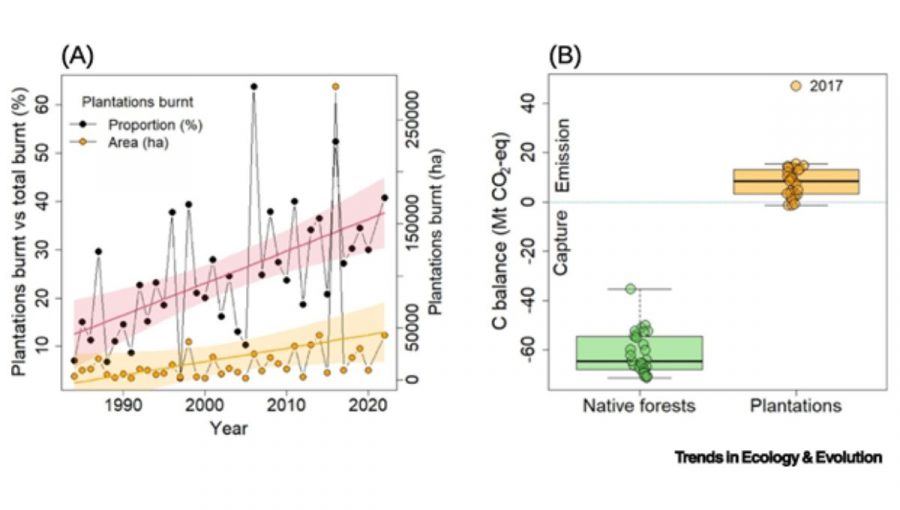Plocha plantáží, ktoré každoročne zhoria (v hektároch, oranžové body a krivka znázorňujúca dlhodobý trend) a podiel plochy plantáží na celkovej ploche vegetácie zasiahnutej požiarmi vrátane prirodzených lesov, kríkov a trávnatých porastov (čierne body a červená krivka znázorňujúca dlhodobý trend) v období 1984 – 2022. Podiel plantáži narastá rýchlejšie ako celková plocha, čo naznačuje ich väčšiu náchylnosť na lesné požiare než v prípade iných typov vegetácie. (B) Uhlíková bilancia (v miliónoch ton ekvivalentu oxidu uhličitého) prirodzených lesov (zelený stĺpec) a plantáží (oranžový stĺpec) počas obdobia 1990 – 2018. Plusové hodnoty ukazujú celkový zdroj uhlíka, negatívne hodnoty ukazujú celkové pohlcovanie uhlíka. Extrémna hodnota negatívnej uhlíkovej bilancie ukazuje rok 2017, keď došlo k megapožiarom. Zdroj: Goméz-Gonzáles a kol,. 2023