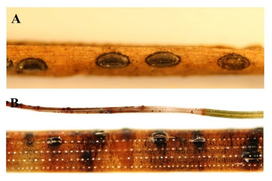 Symptomatické ihlice borovíc, na ktorých sú plodnice mikroskopických húb rodu: A) Lophodermium sp. na P. armandii, B) Dothistroma na P. nigra. Zdroj: SAV