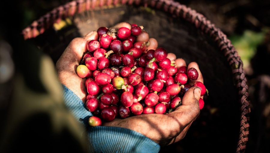 Coffea arabica, známa ako káva Arabica, pochádza z etiópskej vysočiny. Zdroj: iStockphoto.com
