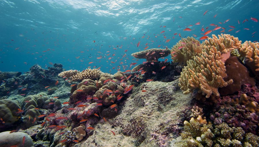 Podmorský koralový útes s množstvom rýb. Zdroj: iStockphoto.com
