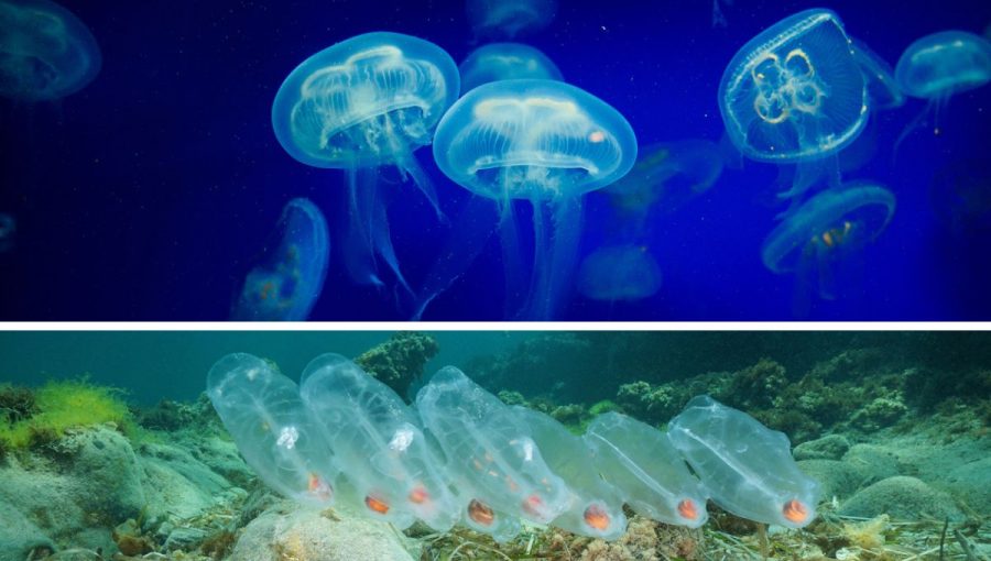 More okolo Scilly Islands dnes obývajú tisícky medúz a kolónie sálp. Zdroj: iStockphoto.com