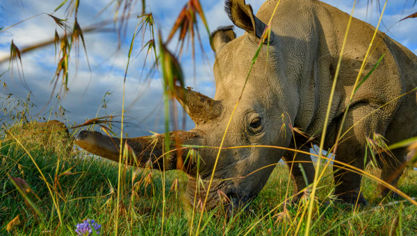 Nosorožec tuponosý. Zdroj: Ami Vitale