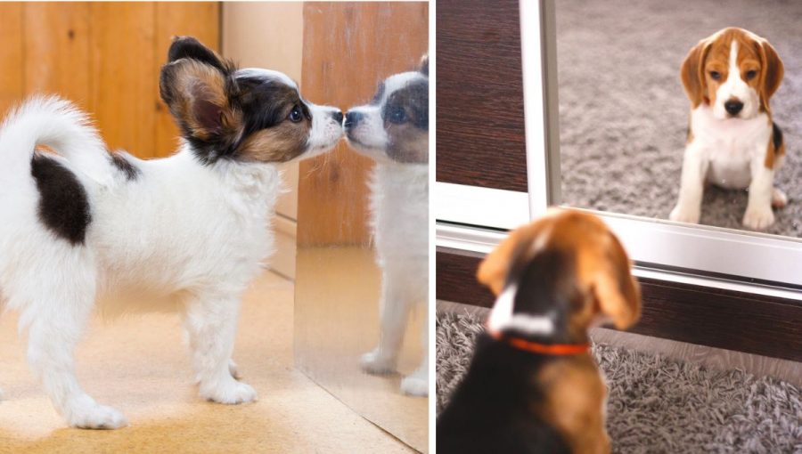 Väčšina psov by zrkadlovým testom neprešla. Zdroj: iStockphoto.com
