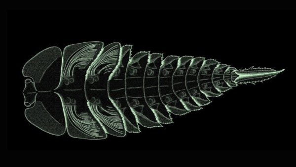 Obrázok skameneliny larvy. Zdroj: Biologické centrum AV ČR