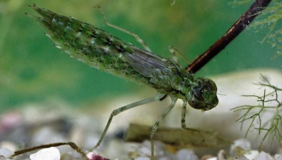 Vrcholovými predátormi v nádržiach boli larvy vážiek rodov Anax (na obrázku) a Aeshna. Foto: Vojtěch Kolář