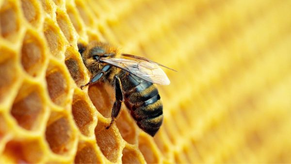 Včela medonosná kŕmi svoje črevné baktérie, zistili vedci. Zdroj: iStockphoto.com