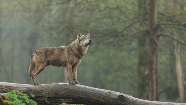 Vlk stojaci na kmeni padnutého stromu