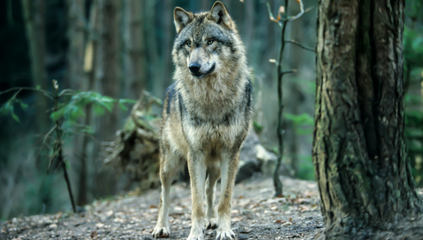 Vlk v lese