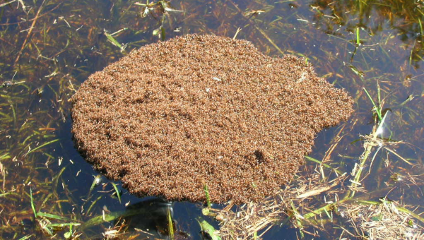 Zhluk mravcov vo vode