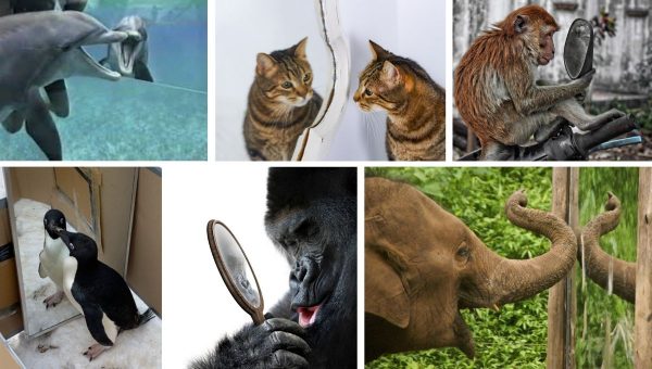 Väčšina druhov si samých seba v zrkadle dobre uvedomuje. Zdroj: iStockphoto.com