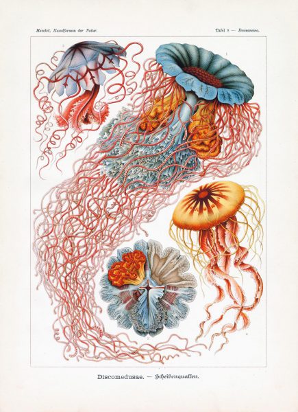 Hackelove medúzy. Zdroj: Art Forms in Nature