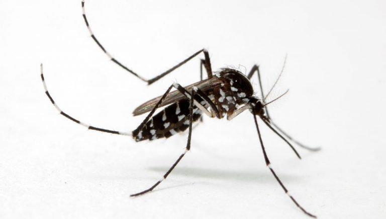 Viacero komárov druhu Aedes albopictus zaznamenali odborníci v mestskej časti Ružinov. Zdroj: iStockphoto.com