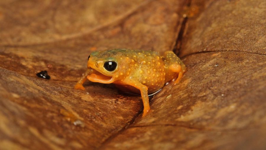 Žaby rodu brachycephalus bývajú často sfarbené do oranžova. Zdroj: uk.inaturalist.org