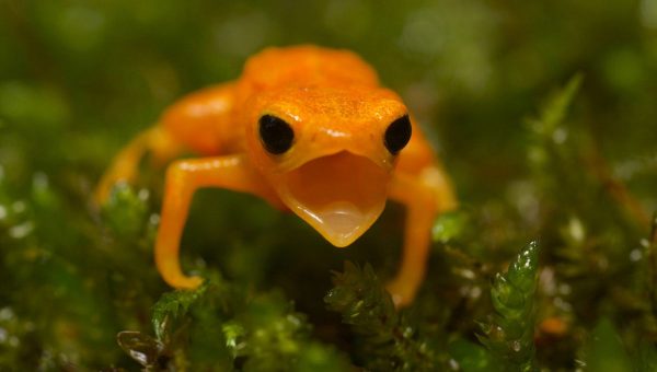 Najmenšia žaba na svete žije v Brazílii. Zdroj: iStockphoto.com
