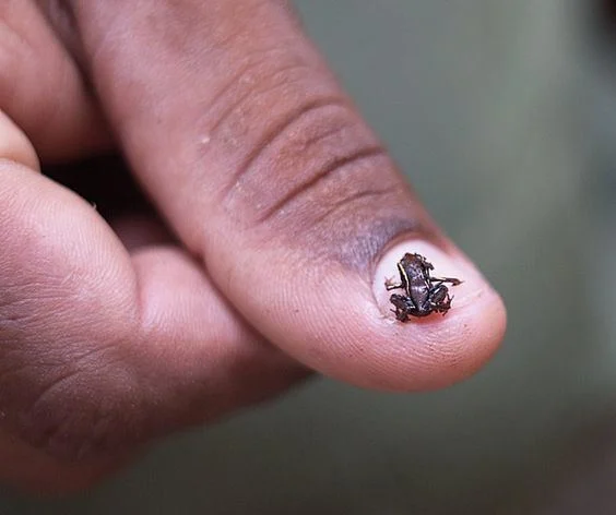 Žabka rodu brachycephalus by vám pokojne mohla sedieť na nechte palca vašej ruky. Zdroj: alchetron.com