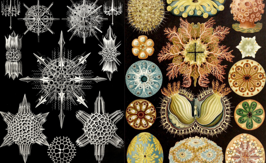 Kreslené obrázky Ernsta Haeckela. Zdroj: iStockphoto.com