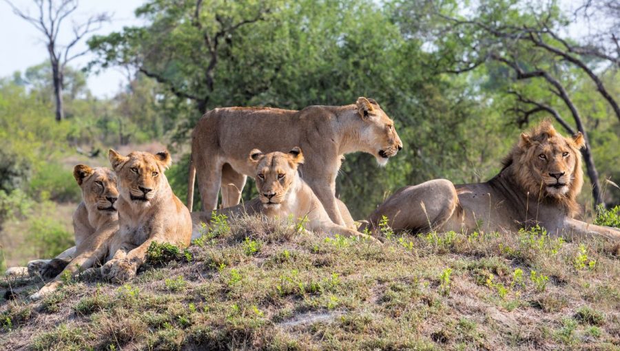 Levy sú jediné mačkovité šelmy žijúce vo veľkých skupinách. Zdroj: iStockphoto.com