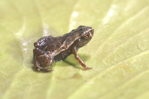 Žabka druhu Brachycephalus pulex je sfarbená do hneda. Zdroj: colombia.inaturalist.org