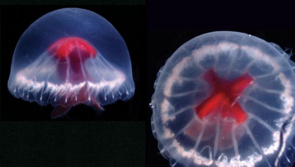 Nová medúza dostala meno podľa kríža Svätého Juraja, známeho z britskej vlajky. Zdroj: Dhugal John Lindsay/JAMSTEC